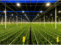 艾迈斯欧司朗推出新款白光LED，提供高效植物照明解决方案